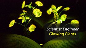 美國,環保,發明,發光植物,MIT,植物奈米電子學　圖／翻攝自YouTube