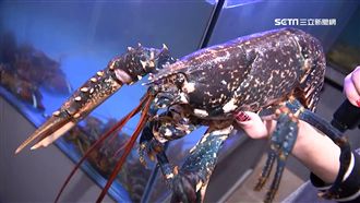 頂級食材吸客　稀有「藍龍蝦」入粥！