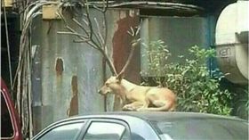 麋鹿,馴鹿,狗,聖誕節,爆廢公社,爆料公社,代班　圖／翻攝自爆料公社