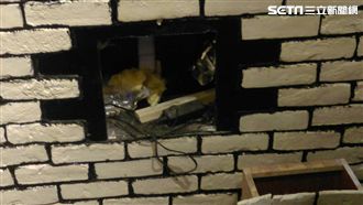 這道牆暗藏玄機！毒蟲竟學特務這樣做