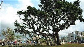 高雄三民區榕樹公園　圖／翻攝自高雄款臉書