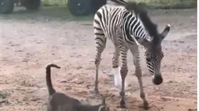 斑馬寶寶後腳傷殘　術後勇敢站起來！