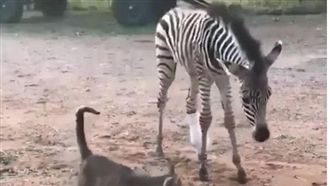斑馬寶寶後腳半殘　術後勇敢站起來！