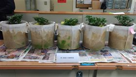 台北,大麻,毒品,種植