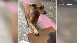 被主人罰站…小黃狗「厭世臉」超哀怨