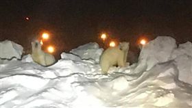 美國,阿拉斯加,北極熊,機場,跑道,保育動物　圖／翻攝自YouTube