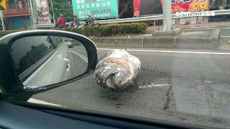 超狂鮪魚霸氣擋道　駕駛目睹全傻眼