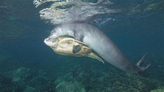 海龜被魚線纏繞　海豹抱著牠助脫困