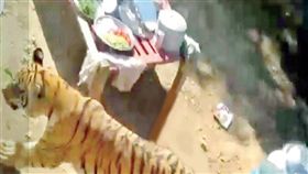 印度,老虎,大鬧,婚禮(推特)