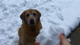 拿雪球玩你丟我撿　狗狗反應萌翻網友（圖／翻攝自annaedye Ig）