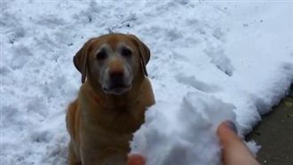 「你丟我撿」會消失的球　汪星人傻了