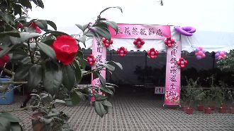 這佈置怪怪的…茶花展佈置被譏像靈堂