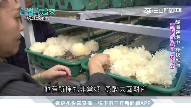 白木耳達人破困境　成功復活平民燕窩
