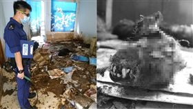 狗咬狗,失戀,投資,狗,斷糧,烏龜,廚師,香港,唾液,虐狗　圖／翻攝自星洲網　https://goo.gl/Hq2FFY