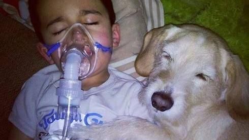 弟弟發燒重病在床　忠犬暖心這樣做…