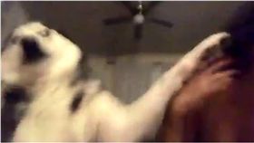 哈士奇,汪星人,巴掌,惡作劇,惡整　圖／翻攝自推特