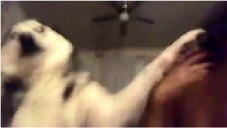 出怪聲嚇哈士奇…調皮女飼主慘遭KO