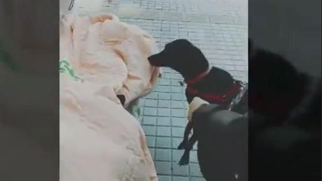 完成心願…癌末嬤與愛犬「最後告別」