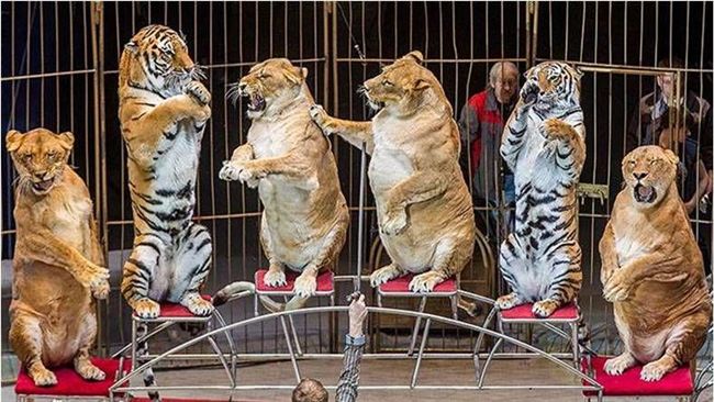 獅子被養成肥貓…馬戲團遭控虐待動物