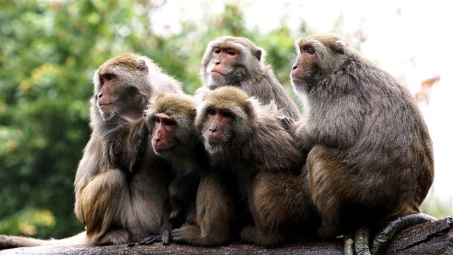 動物園禦寒妙招盡出　黑猩猩愛喝薑茶