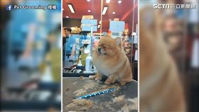 博美理毛爽到翻（圖／Pet Grooming　授權）
