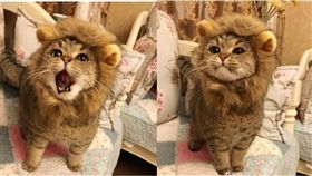 貓咪,獅子,辛巴,帽子,鬃毛,毛孩　圖／翻攝自微博