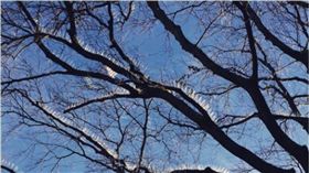 樹枝,超跑,停車,英國,釘子,小鳥,Bristol,Jennifer Garrett　圖／翻攝自推特