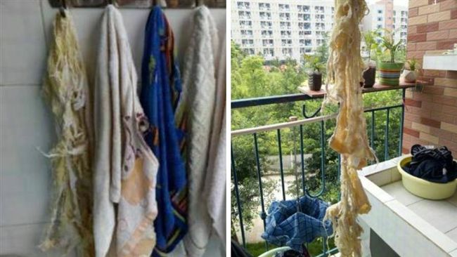 室友的毛巾太破！網：在貧民窟生活嗎