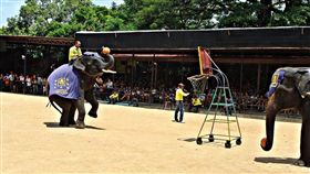 泰國大象表演（圖／pixabay）