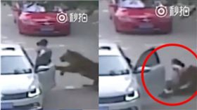 「猛虎區」開車門害母慘亡　女反索賠千萬：要動物園認錯
秒拍