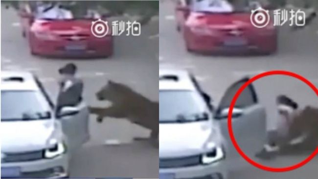 「猛虎區」開門害母亡　女反索賠千萬