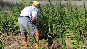 一整年心血…種4百斤芝麻全被偷　9旬爺淚崩：幾十萬沒了
臉書「爆怨公社」