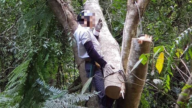 工人鋸樹遭夾困　民眾救援反跌落山谷