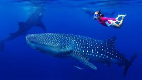 飛薄荷島第2人半價　宿霧與鯨鯊共舞（品冠旅遊）