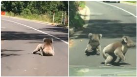 阿得雷德山,Adelaide Hills,澳洲,無尾熊,打架,相撲（圖／翻攝自Marguerite Smith臉書）