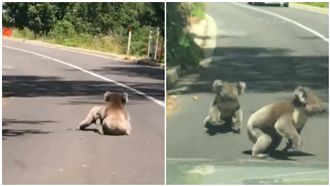 上班遇超萌路霸　無尾熊單挑笑翻網友