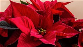 聖誕紅,圖/翻攝自Pixabay