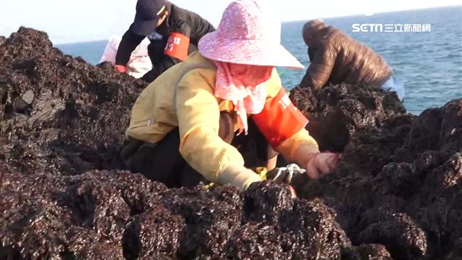 澎湖紫菜價高　村民搶登無人島採收