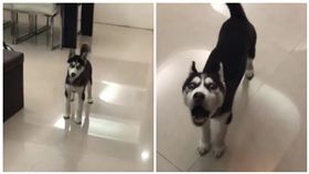 哈士奇,頂嘴,狗,偷跑,樂昕媽咪愛分享。我是喜喜,月月（圖／翻攝自樂昕媽咪愛分享。我是喜喜臉書）