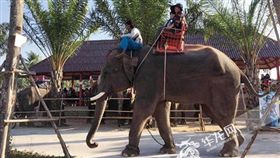陸領隊在泰國遭大象踩死　承載陸客曝真相（圖／微博）