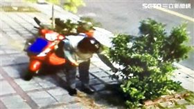 簡女住家門口種植的桔樹結滿果實，未料卻遭人全部採走，她遂報警抓賊，警方清查後發現，當天安姓老翁騎車經過後，繞回來停在桔樹旁邊摘邊吃，10多顆金桔全被他吞下肚，安翁才心滿意足騎車離開（翻攝畫面）