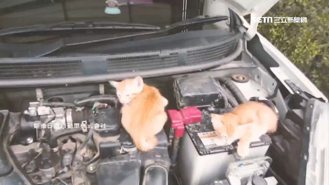 小動作救浪貓！日本推發車前拍引擎蓋
