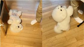 狗,毛孩,比熊犬,翻肚子,撒嬌　圖／翻攝自IG