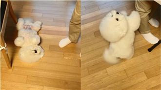 比熊犬翻肚討摸摸　網：好想抱回家！