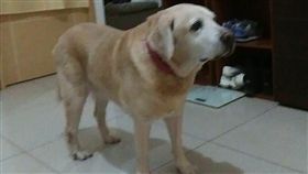 狗狗,朋友,天兵,媽媽,遛狗,遛空氣,Dcard　圖／翻攝自Dcard