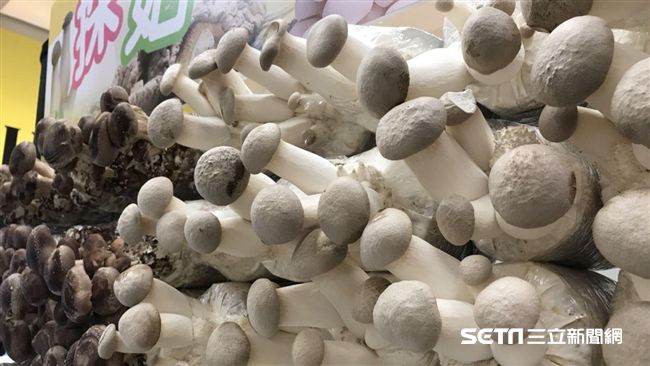 天冷吃鍋必備　新社菇被譽為蔬菜牛排