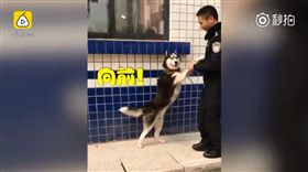 影／員警撿呆萌哈士奇　求主人快出現：帶牠出去我威嚴盡失
圖／翻攝自秒拍
https://www.miaopai.com/show/ytp4icC0RggfmnS9H6VP6eIAYTqxlIAZdEWhIw__.htm