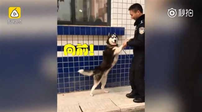 撿回呆萌哈士奇　警：我威嚴都沒了…
