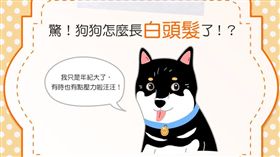 名家／毛起來／狗狗長白髮