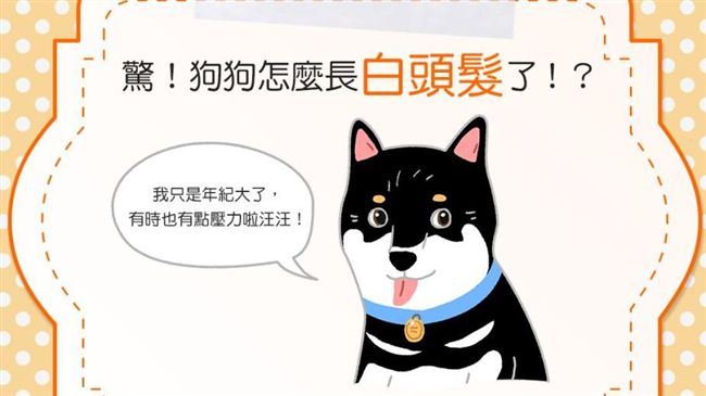 狗狗一夜白頭是病了？長白髮有2原因